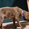 Lola sucht sportliche Menschen