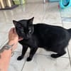 Banjo