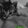 FIGARO