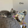 ÉROS, CÉSAR, ORIO