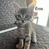 ÉROS, CÉSAR, ORIO