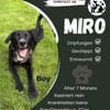Junghund Miro sucht sein Zuhause 💜
