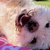Fonsi sucht Gleichgesinnte