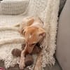 Mia, zauberhaftes Welpen Mädchen