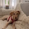 Mia, zauberhaftes Welpen Mädchen