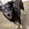 Kalani 💜sucht Pflegestelle/Endstelle