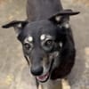 Kalani 💜sucht Pflegestelle/Endstelle