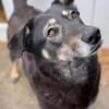 Kalani 💜sucht Pflegestelle/Endstelle