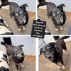 Kalani 💜sucht Pflegestelle/Endstelle