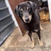 Kalani 💜sucht Pflegestelle/Endstelle