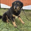 Frieda💜sucht ihr  Zuhause/Pflegestelle