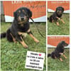 Frieda💜sucht ihr  Zuhause/Pflegestelle