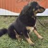 Frieda💜sucht ihr  Zuhause/Pflegestelle