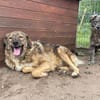 Frodo sucht sein Für-immer-Zuhause