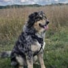 Sensibler Jungrüde ♥BALU♥ in 59174 Kamen