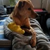 Lusi auf Pflegestelle in Bonn