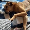 Lusi auf Pflegestelle in Bonn