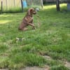 Lusi auf Pflegestelle in Bonn