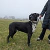 Theo sucht eine aktive Familie