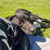 Theo sucht eine aktive Familie
