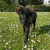 Momo sucht ein liebevolles Zuhause