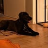 Momo sucht ein liebevolles Zuhause
