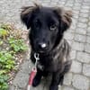 Momo sucht ein liebevolles Zuhause