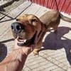 Brouwnie💙 sucht  Pflegestelle/Endstelle