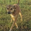 Amy💜 sucht Pflegestelle/Endstelle