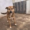 Amy💜 sucht Pflegestelle/Endstelle