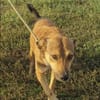 Amy💜 sucht Pflegestelle/Endstelle