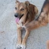 Amy💜 sucht Pflegestelle/Endstelle