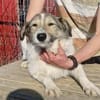Sunshine ❤🍀 sucht Pflegestelle/Endstel