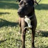 Fröhlicher Rio sucht seine Menschen