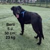 Berti sucht ihr Für-immer-Zuhause