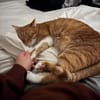 Freundlicher ime (Simon)