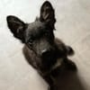 💙 Murphy 💙  sucht sein Zuhause