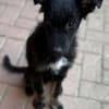 💙 Murphy 💙  sucht sein Zuhause