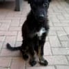 💙 Murphy 💙  sucht sein Zuhause