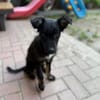 💙 Murphy 💙  sucht sein Zuhause