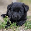 Janna, Jamila, Josi, Ronja, Hermine