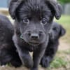 Janna, Jamila, Josi, Ronja, Hermine