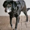 Hubert und Leo