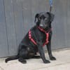 ♥Sammy♥ in 66583 Spiesen-Elversberg