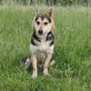 Pelle  kleiner Gute-Laune-Hund