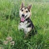 Pelle  kleiner Gute-Laune-Hund