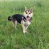Pelle  kleiner Gute-Laune-Hund