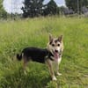 Pelle  kleiner Gute-Laune-Hund