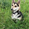 Pelle  kleiner Gute-Laune-Hund