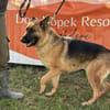 Roket 💙sucht Pflegestelle/Endstelle